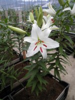 [1820 Sheila MAK 2L No01.JPG]